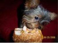 Sweet, Smart and best friend lovces food!!
