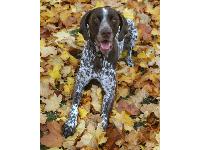 Hunter Harvieux posing for a fall photo