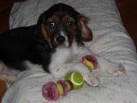 This is Roxie our adorable Beagalier at 11 weeks old.