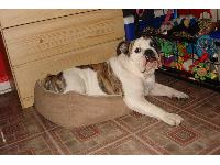 Baby DJ is an extremely friendly American Bulldog n can agrre to my Bulldog researching when it comes to being a great guardian dog and good with kids. She lus to ren enjoys her freezbee  and is learning how to ride her skate bord...
