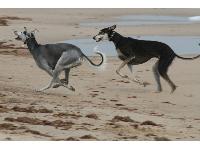 Ollie and Dylan running
