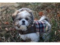 our 4 month old shih tzu, all dressed to play