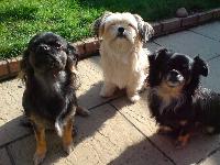 My three Shih Tzu/Chihuahua cross dogs . From left to right , Roly (son) , Dillon (Dad) & Bonnie (Mum)