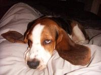 with looks like this its easy to spoil him,so funny he hides under his bed then walkes around with the bed over him so are little parsons terrior barks and jumps on him,
great pet more people should have bassetts will walk,run,play.or lay,sleep,eat.will follow you everywhere and is in heaven with a bone great with other dogs and people. must not jump up as these dogs are big strong dogs love love love them..................