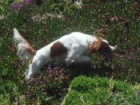 Derry, caught in mid bound in the heather at Beauport in Jersey