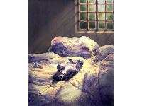 A recently commissioned portrait of an adorable little dog.
www.wildeaboutanimals.com