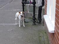 Is this dog safe left tied up outside a shop?