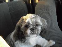 Scooter is an excellent traveler - he sleeps most of the trip, only to peek up front if he smells french fries!