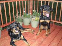 My good girls!