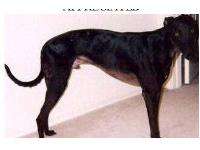 LOST GREYHOUND
“NODDY”
BLACK MALE- MAY BE INJURED
LOST 12/26 ON I-10 Marker 19 from Auto Accident
–	No Collar – has ear tattoos – age 9
ANY ASSISTANCE IN THE SEARCH IS GREATLY NEEDED AND APPRECIATED
•May seek shelter around buildings
or in open sheds, barns, or garages.
PLEASE CHECK YOURS!
• A lost greyhound may avoid people or
become frightened when approached.
PLEASE DO NOT CHASE!
IF SEEN PLEASE CALL:
480 227 0951