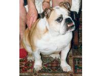 My Aunt's Bulldog in his favourite place - sitting at her feet, being petted.