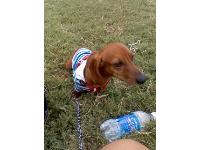 rufio at my nephews football game!