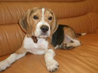 Maxwell is my beagle. He's rogue, funny and very independent.
He was born in 2008. This is my 1st dog...