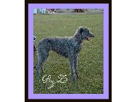 Zippo - Hollyrood Houndstongue is a sweet, smart caring young boy. He will be 2 in May/09. He is always a perfect gentleman, is a social butterfly and lots of fun to have in our home.