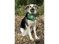 Saba, a rescue Saluki cross, who plays the role of Skipper on CBeebies Green Balloon Club has been honoured to become the first canine patron of this unique UK assistance dog charity.