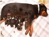 One of the Rotties taken into vet Nancy Kay, author of Speaking For Spot.