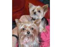 Jewel and Tia were adopted from the breeder when they were retired. Jewel is now 10 years old and Tia is 6. Jewel is Tia's mother. They are my sprites and bring an energy to our house that was missing.