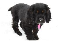 This is Pepper walking on the snow.
She loves the snow.