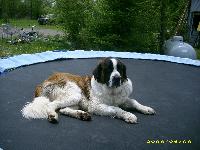 Beuford enjoying the trampoline