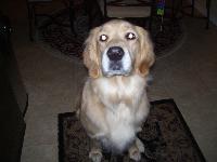 My golden can be very bad but at the most part see is good. She is 3 years old and her birthdate is Christmas!