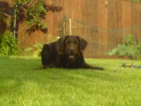 This is my labradoodle Poppy, she is 2 and a little monkey !!!
