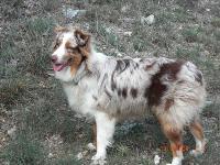 NAME: TACHO
AUSTRALIAN SHEPHERD FROM MONTERREY MEXICO