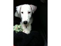 this is otto my 12 week old smooth fox terrier