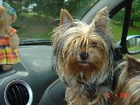 york full of love, funny , love les childrens and play vith all dogs.