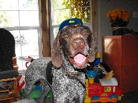 Winchester with a noodle on his head.
:]