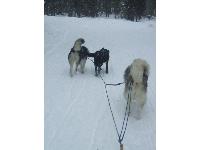 my black lab in the lead with my malamute and husky.