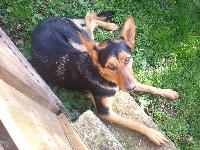 this is my belgian malinois x or may be pure breed we dont no yet . she is 2 yrs old and we have just gone up to intermeidate level obedince. she is a very sick dog she has a weak jaw so she cant be sick, she has a heart condiation, i,b,s and she is soon to have a cruciate ligimament op but were trying to get her over mrsa first .