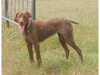This is my 1 year old German shorthaired Pointer, Stelina...I've had Stelina since she was 6 weeks old...started training her from the off..she's an absolute delight to have  in our life.