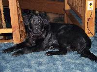 This is our 1 year old male dog Mojo. His father was full blooded Golden Retriever and his mother was a full blooded black Chow Chow. We are often asked if Mr Mojo is a Newfie and he truly seems to look like one. He is very intelligent, loves to swim (he even tries to save my children when they are swimming with him) and he loves the snow in the wintertime. We are very blessed to have him in our lives.