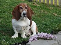 I am Benny, a very sensitive Basset Boy.  I love carrots and wiggle-walks more than anything else in the whole world (except my Mom and Dad).