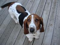 I am a pushy (but lovable) basset girl that loves tummy rubs more than anything.  My brother is Benny the basset and we fight for the spot next to Mom on the sofa.