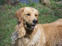 angus is a very loving dog