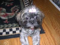 Now, if I could just keep my brother, Cooper, from pulling my bow out of my hair, I would be so happy!