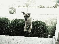 Scruffy outside playing!