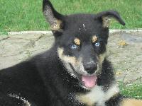 THIS IS 12 WK OLD BEAR, HE IS A EXTREMELY RARE BLACK AND TAN COLORING, AND IS A TRUE GIFT!!!  HE HAS 4 SIBLINGS AND NONE OF THEM LOOKED LIKE HIM!!!