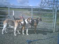 my pet foxhounds, daisy dawson and penny