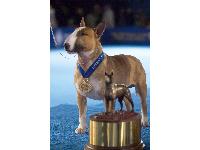 RENOWNED CHAMPION RUFUS, THE COLORED BULL TERRIER, NAMED NATIONAL DOG SHOW CANINE AMBASSADOR