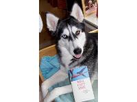 This is Diva from The Hague, the Netherlands. She has her owm Dutch weblog; www.huskydiva.nl
She likes biking, eating tangerines (see at you tube: husky diva) and playing near the beach.
