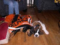 i love elvis he is so loving its my first saint but i am hooked for life