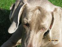 satine is the best weimaraner that lives(my opinion) i love her and juyst taught her a new trick, she can hi-five know