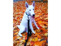 otto playing in the leaves