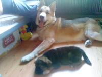 diesel is a beautiful dog he is so loving and a big baby. he gets along so well with everyone and especially are new pup koby who is a akitaxrottweiler (6weeks old). loving breed of dog and just great to have. 
thanks