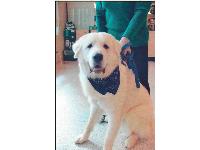 WHITE GREAT PYRENEES, 