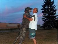Hollyrood Houndstounge - Zippo is just over 3 now. He is so smart, easy to train and loves everyone he meets.