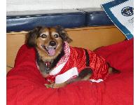 Otto, the oldest dog in the world.