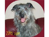 Zippo is the biggest sweetheart...you can see his smile in those eyes